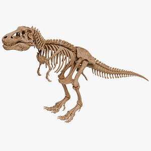 3D Tyrannosaurus Rex Skeleton 01