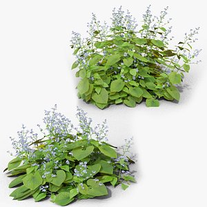 3D Brunnera macrophylla model