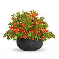 Petunia Flower Pot with Soil Orange