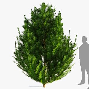 3D model Mountain Pine