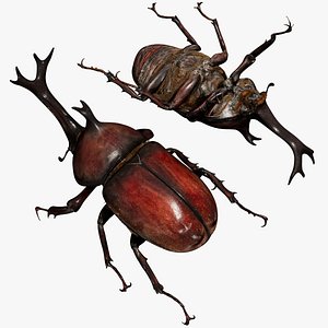 rhinocerosBeetle 3D