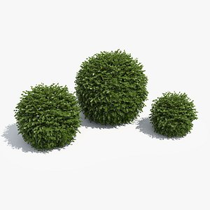 3 Boxwood Balls Set