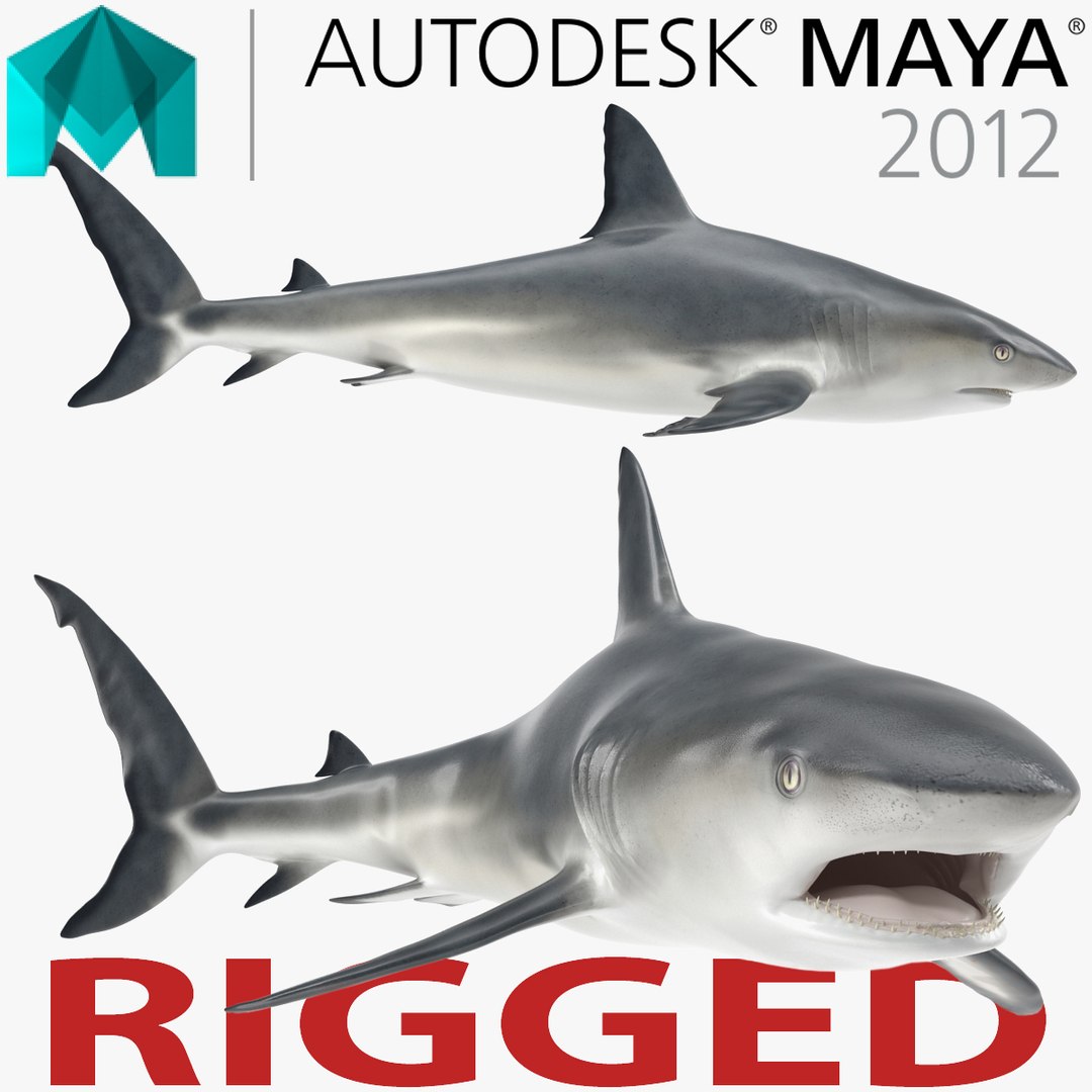 Caribbean Reef Shark Rigged for Maya 3D model preview