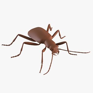 Bombardier Beetle