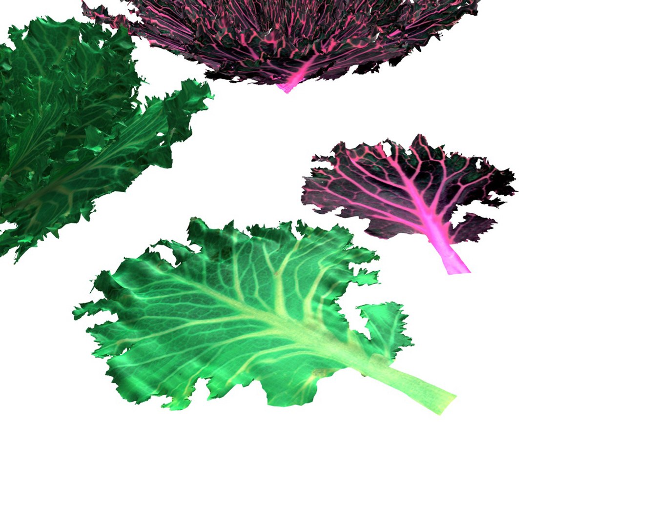 3D model kale https://p.turbosquid.com/ts-thumb/UA/O7hbkN/P7bv1pu9/6/jpg/1587310632/1920x1080/fit_q87/8bb4dbc0ba717bee42b1025001f0cfab429fa6df/6.jpg