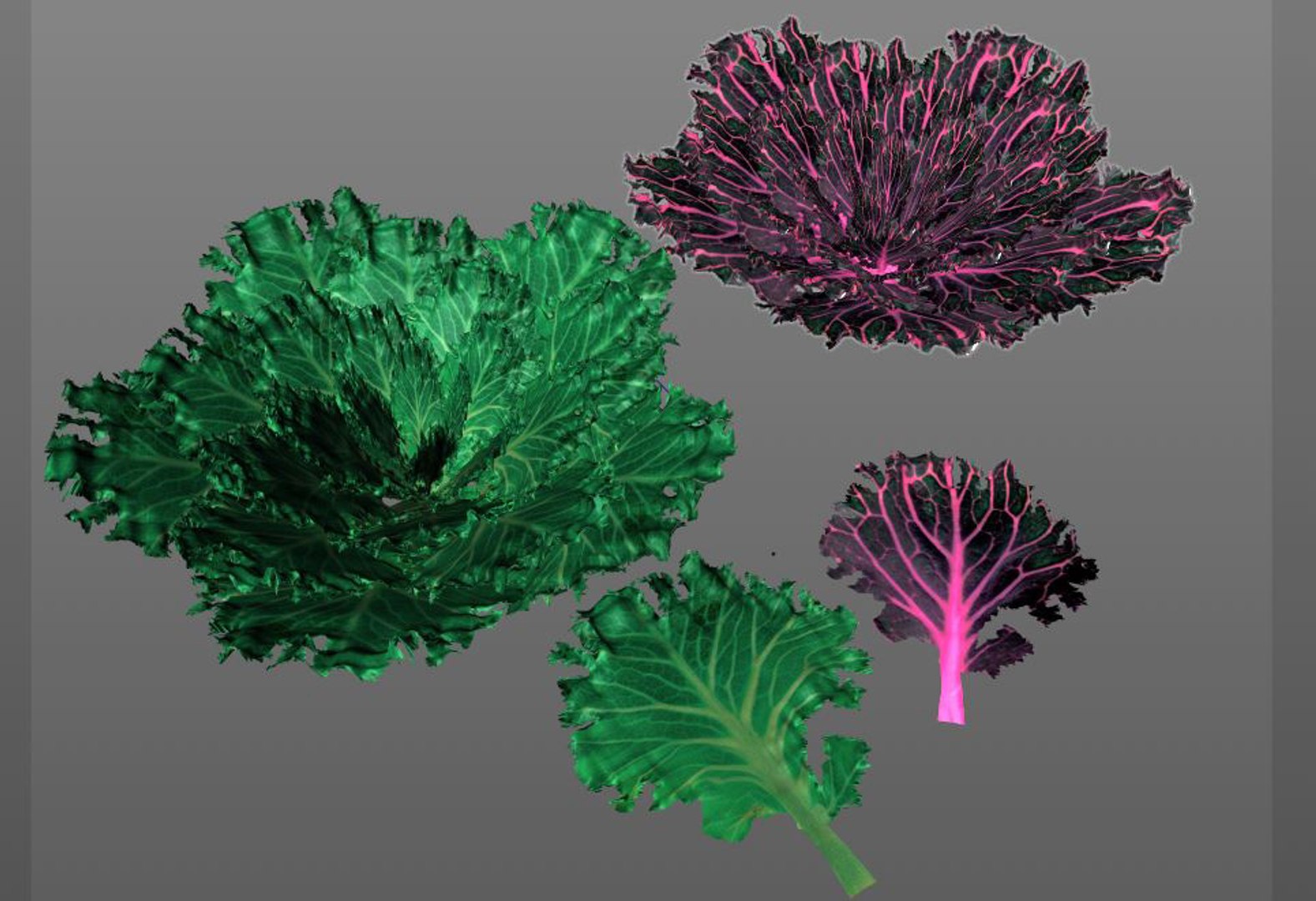 3D model kale https://p.turbosquid.com/ts-thumb/UA/O7hbkN/ck50NeVY/7/jpg/1587310632/1920x1080/fit_q87/b26bf1ee1a2e6dcf430bfa9bdbba55ea16a3d769/7.jpg