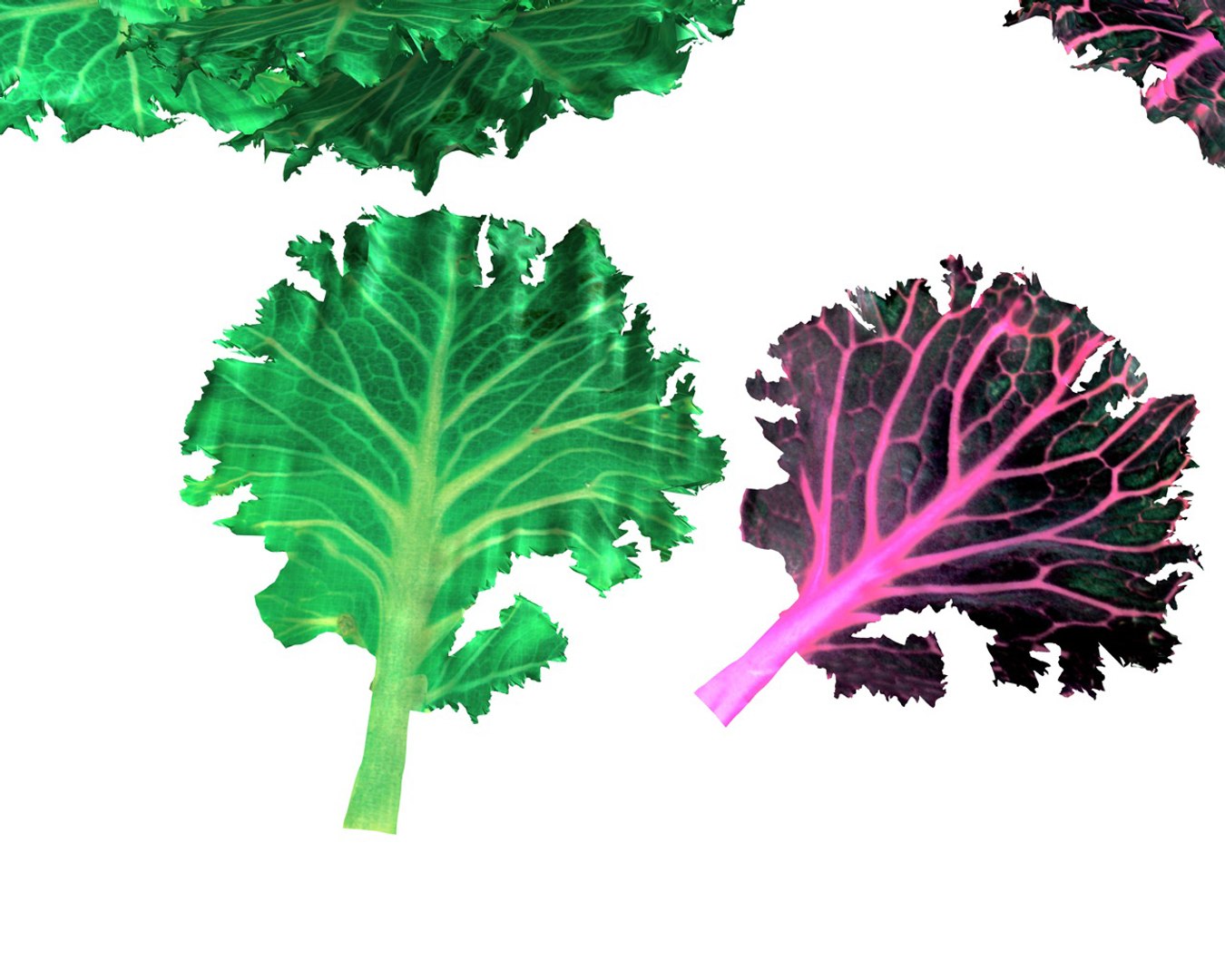 3D model kale https://p.turbosquid.com/ts-thumb/UA/O7hbkN/faZTShZJ/5/jpg/1587310632/1920x1080/fit_q87/bc496c417db7e6dc29c2c957a0f9fa6289e1a15b/5.jpg
