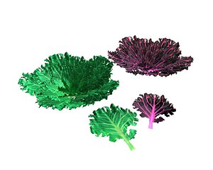 3D model kale