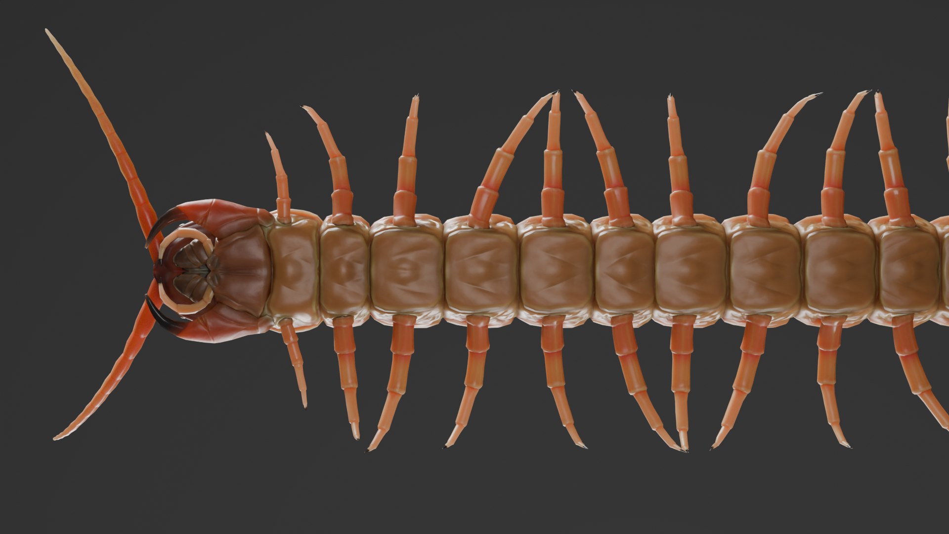 Centipede Rig For Blender And Maya 3D Model - TurboSquid 2228719