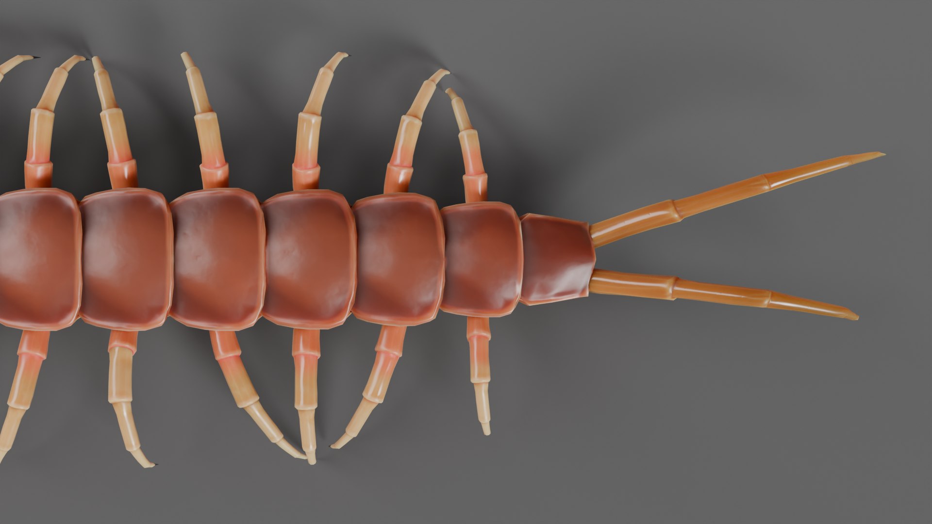 Centipede Rig For Blender And Maya 3D Model - TurboSquid 2228719