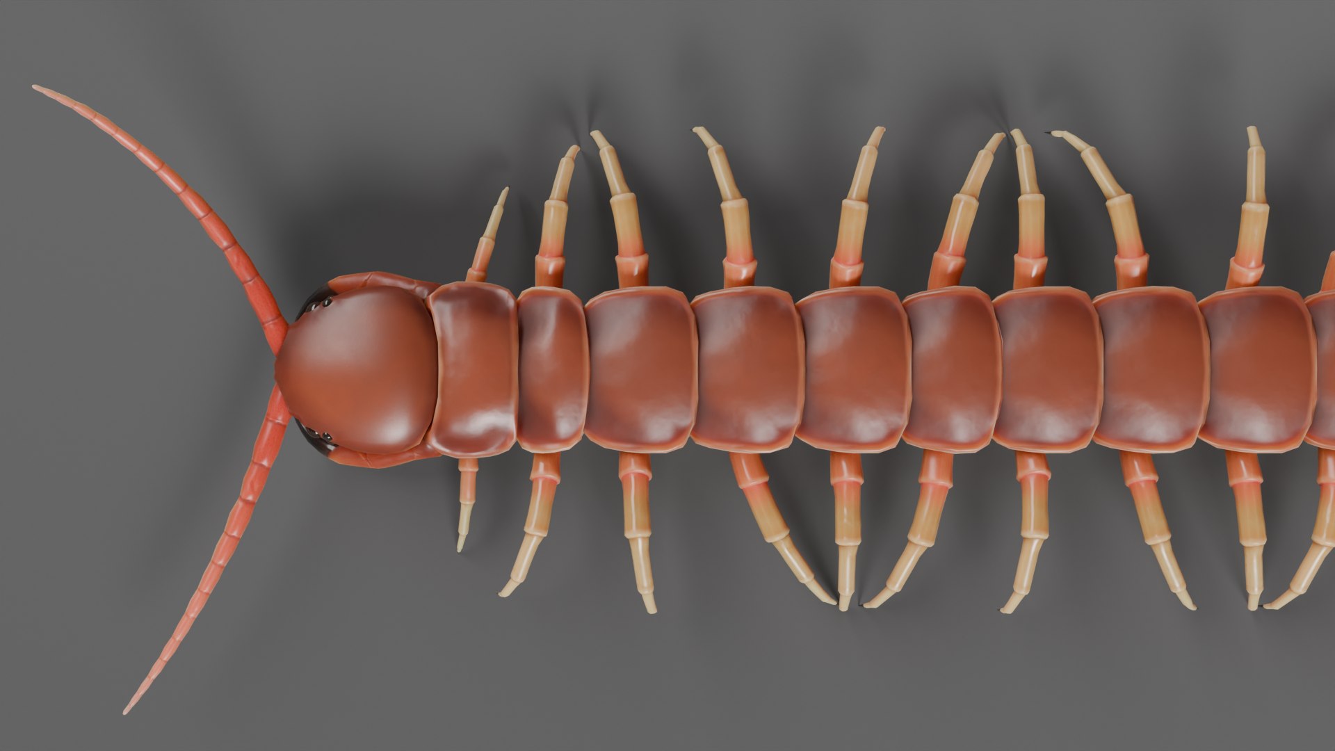 Centipede Rig For Blender And Maya 3D Model - TurboSquid 2228719