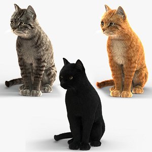 3D cats fur animation model
