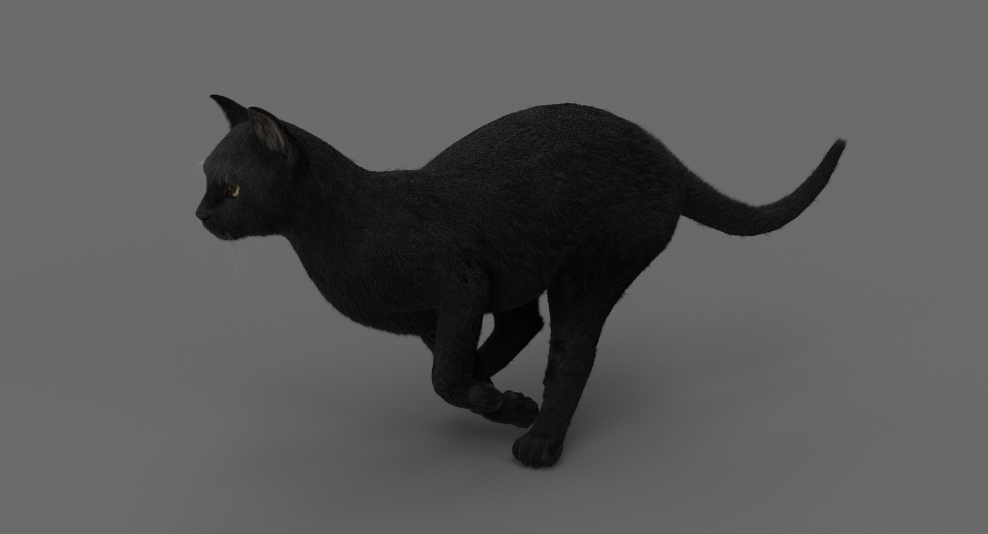 3D Cats Fur Animation Model - TurboSquid 1328362