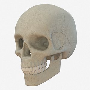 realistic human skull 3d model