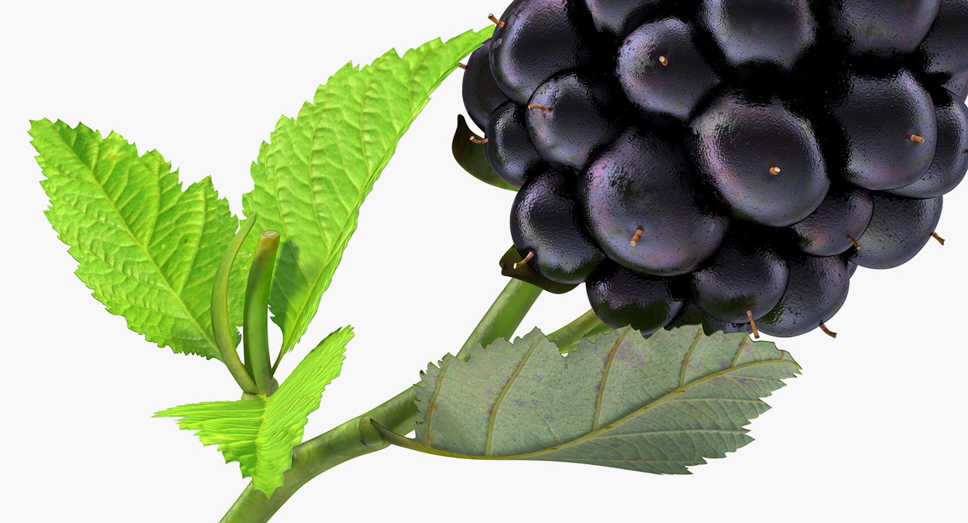 fruits 6 3D model https://p.turbosquid.com/ts-thumb/UA/o97fp2/2heXRqMI/fruitscollection63dmodel008/jpg/1553744327/1920x1080/fit_q87/5de39d1db4bab554bd8b046e7e2a64b1f2869877/fruitscollection63dmodel008.jpg