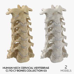 Human Neck Cervical Vertebrae C1 to C7 Bones Collection 03 - 2 models 3D