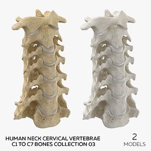 Human Neck Cervical Vertebrae C1 to C7 Bones Collection 03 - 2 models