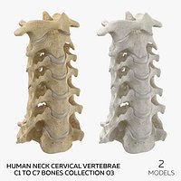 Human Neck Cervical Vertebrae C1 to C7 Bones Collection 03 - 2 models