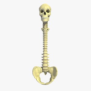 3d vertebrae anatomy skull pelvis