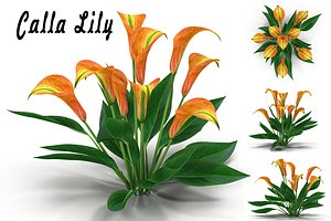 max calla lily