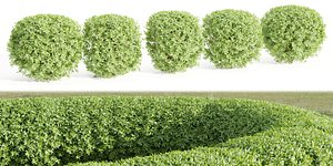 3D Laurel Hedging Bushes vol 162-Blender model