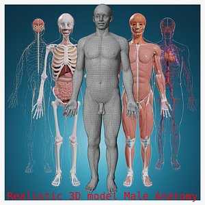 Complete Homan body anatomy skeletal skeleton muscle Cardiovascular NervousSense organsLymphoid organs Visceral systems muscler full human body anatomy digestiveskeleton and Joints system 3D model