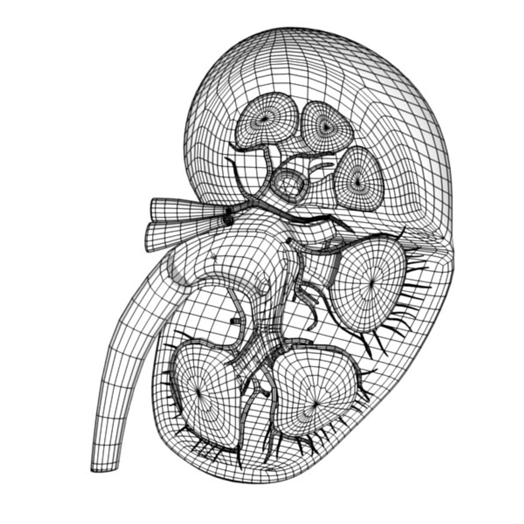 3d Model Kidney