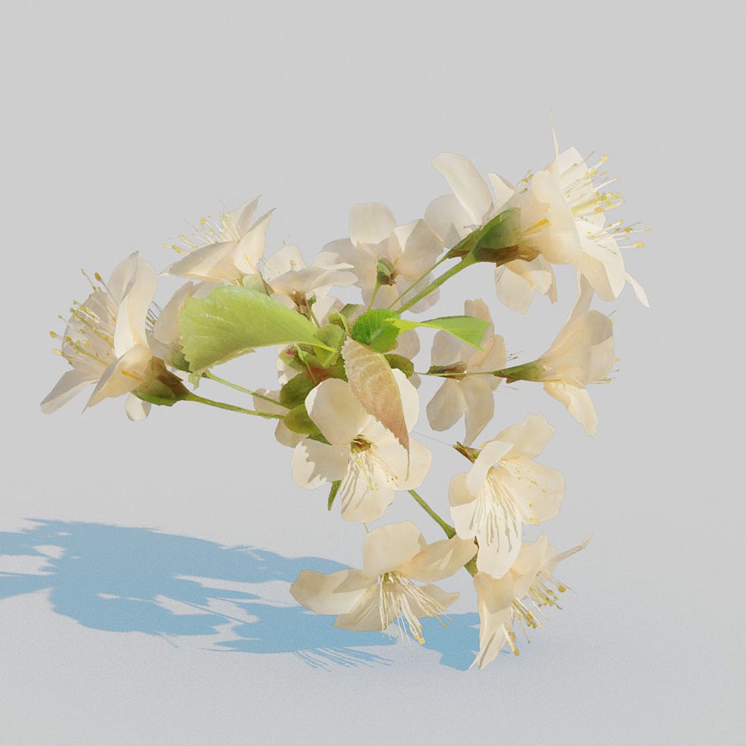 Cherry Flower Pack Model - TurboSquid 1794617