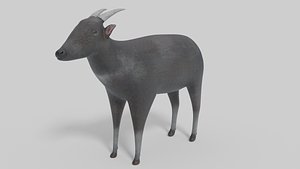 3D Anoa Model 3D