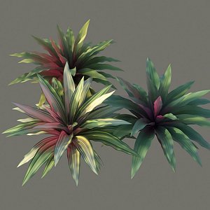 XfrogPlants Boat Lily - Tradescantia Spathacea