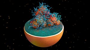 Lysosome with Lipofuscin Protein Aggregate