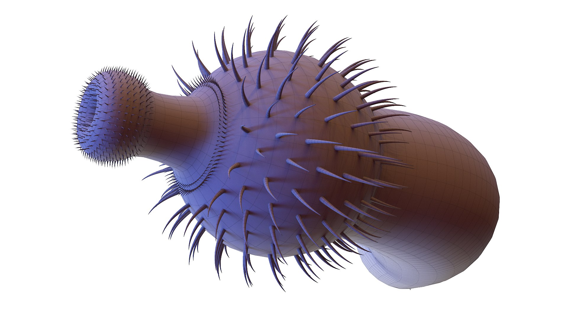 Ottoia Static 3D model https://p.turbosquid.com/ts-thumb/UB/XAshOk/Op/ottoia_wire0006/jpg/1630156591/1920x1080/fit_q87/51838372c458f63d04537b0630dc4a55ccb0b794/ottoia_wire0006.jpg