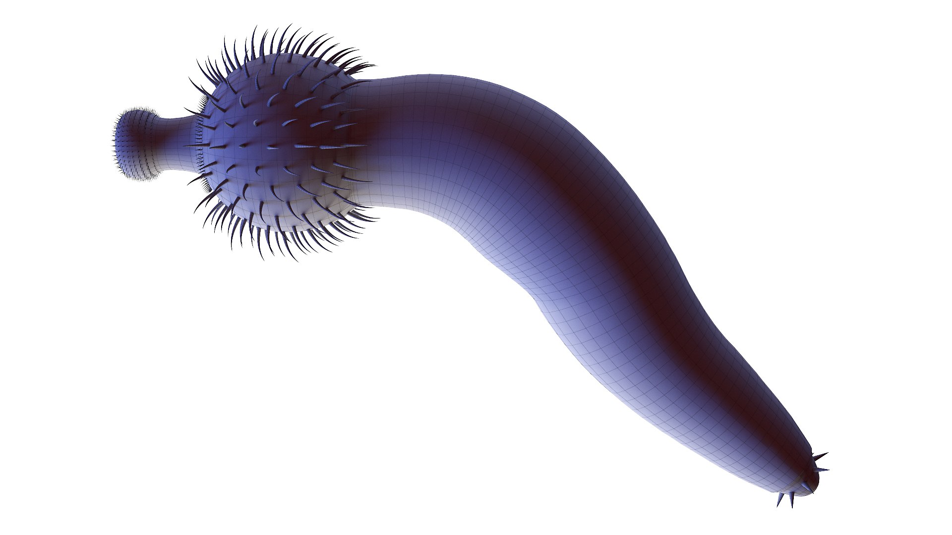 Ottoia Static 3D model https://p.turbosquid.com/ts-thumb/UB/XAshOk/ro/ottoia_wire0003/jpg/1630156584/1920x1080/fit_q87/7c30f9c0b6fcfd7d1774cd2e6a6cae6d7c2a3d80/ottoia_wire0003.jpg