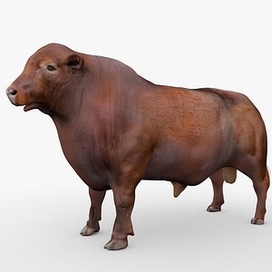 3D model RED ANGUS Rigged L2057
