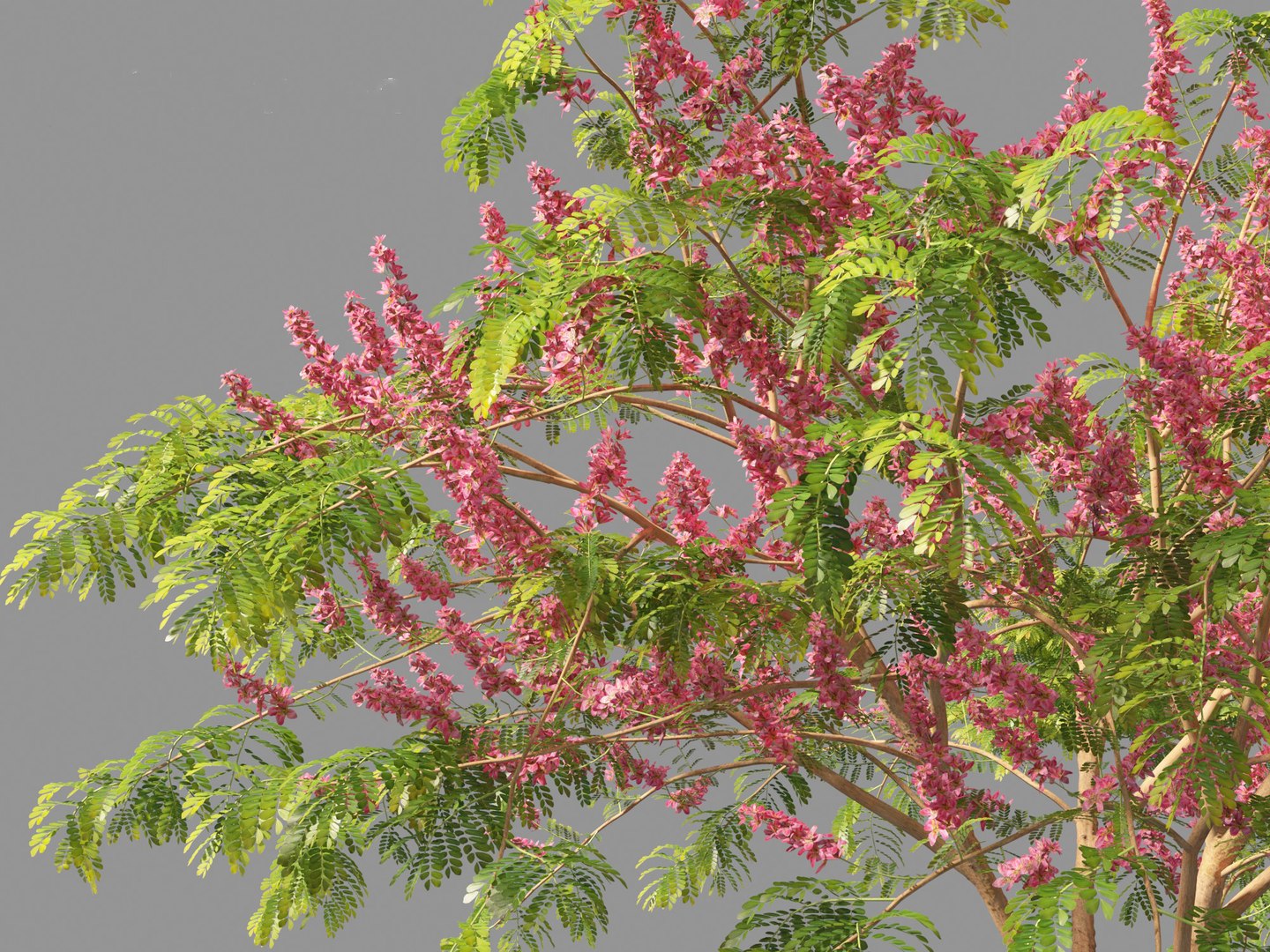3D Cassia javanica - apple blossom tree model https://p.turbosquid.com/ts-thumb/UB/dlh9xK/nP/cassiajavanica0112/jpg/1698930034/1920x1080/fit_q87/afb219bb6df8d900e3a1b94b5f1ca242aef1552d/cassiajavanica0112.jpg