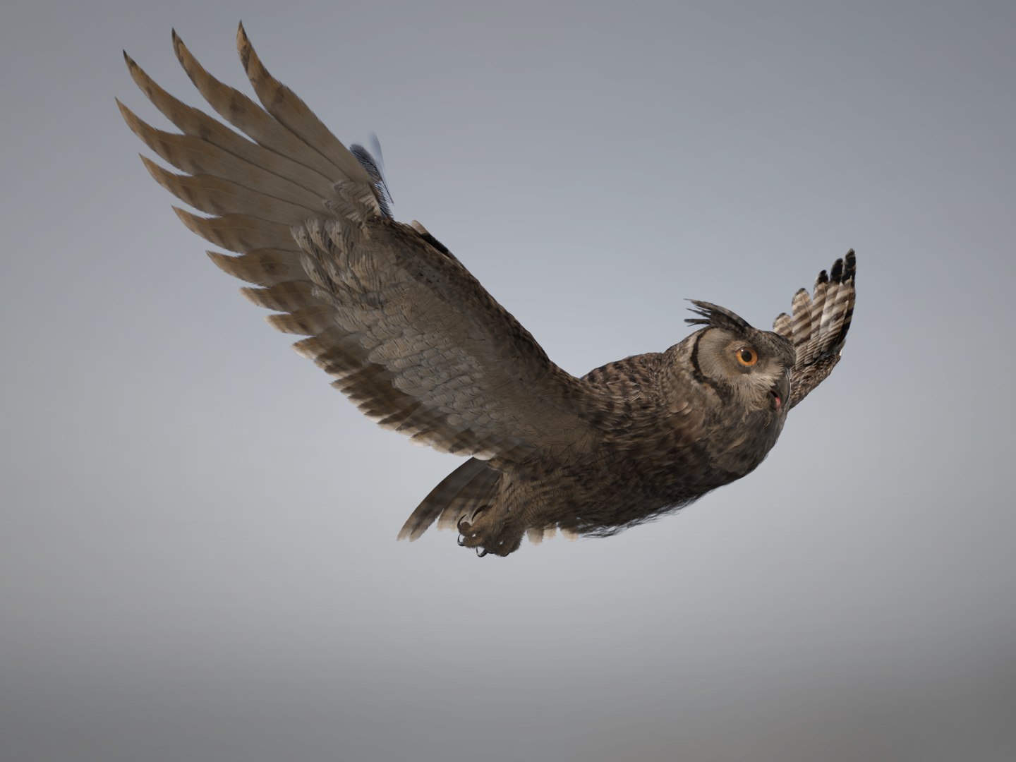 3D Owl Rigged - TurboSquid 1287937