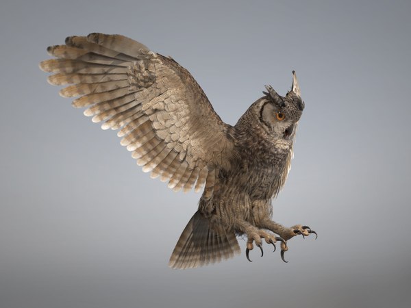 3D owl rigged - TurboSquid 1287937