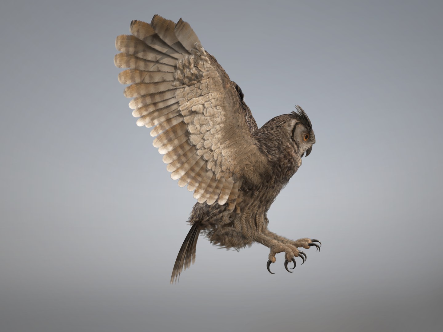 3D Owl Rigged - TurboSquid 1287937