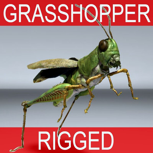 modelo 3d GRASSHOPER RIGGED - TurboSquid 375444