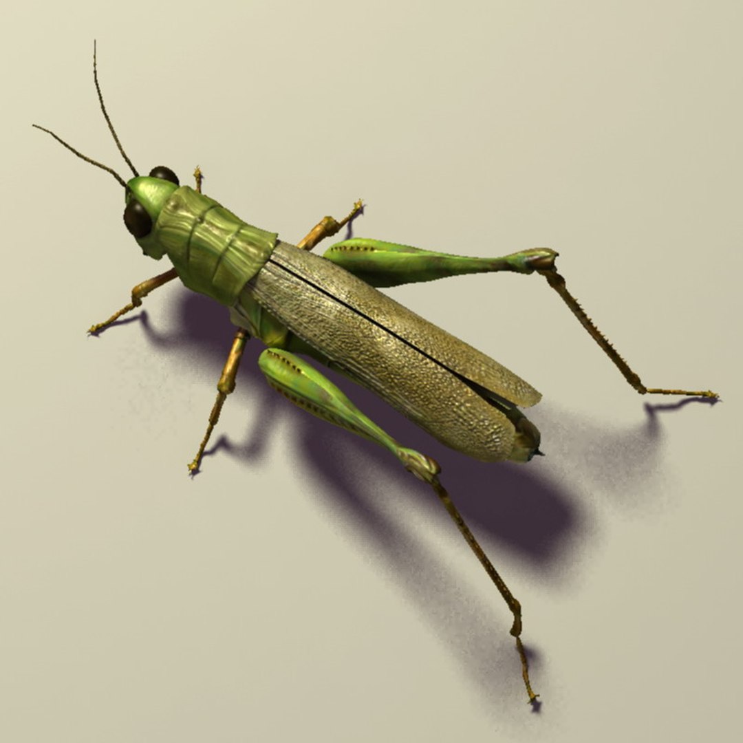 Grasshopper Rigged 3d Model