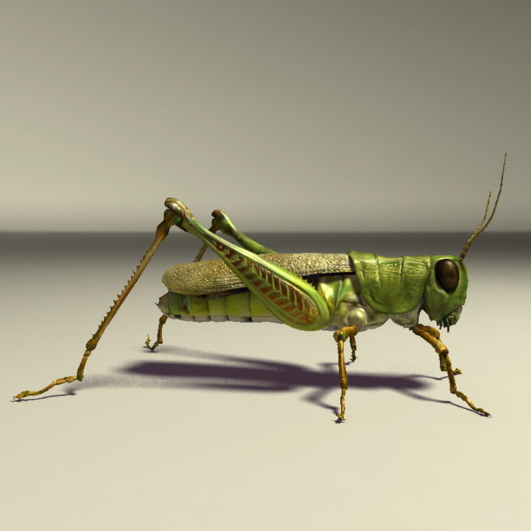 Grasshopper Rigged 3d Model