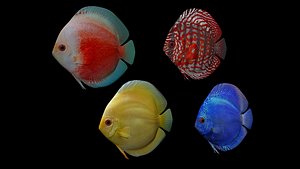 4-color-discus