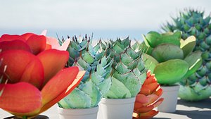 Kalanchoe and agave collection