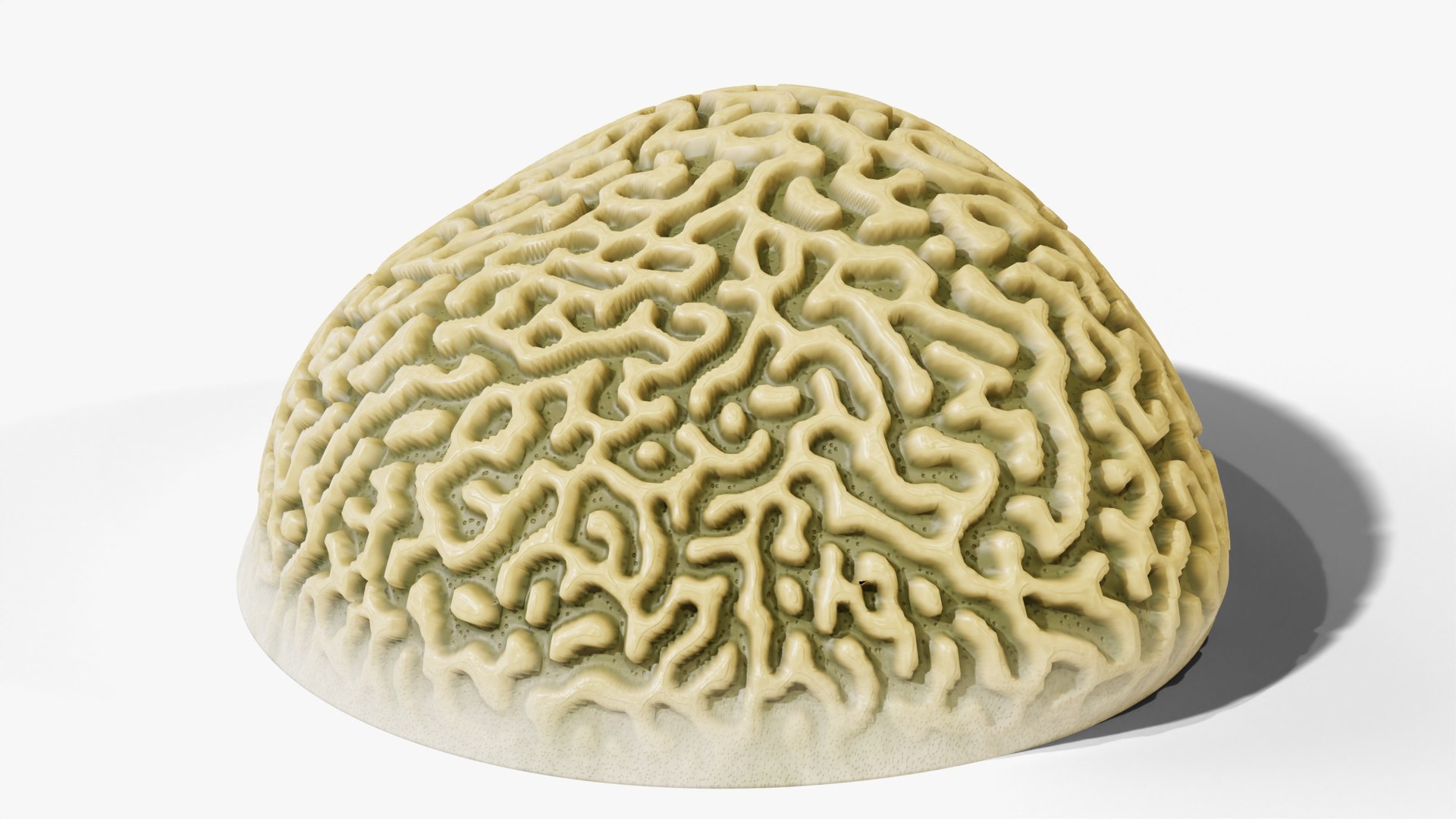 3D Reef and Shore Pack - Corals Seashells Sea Urchins PBR model https://p.turbosquid.com/ts-thumb/UC/9NaFwp/7v/10_braincoral_02_hero/jpg/1791641083/1920x1080/fit_q87/0f7bcc4d3bebeea0e4691cbce036cf4573233c25/10_braincoral_02_hero.jpg