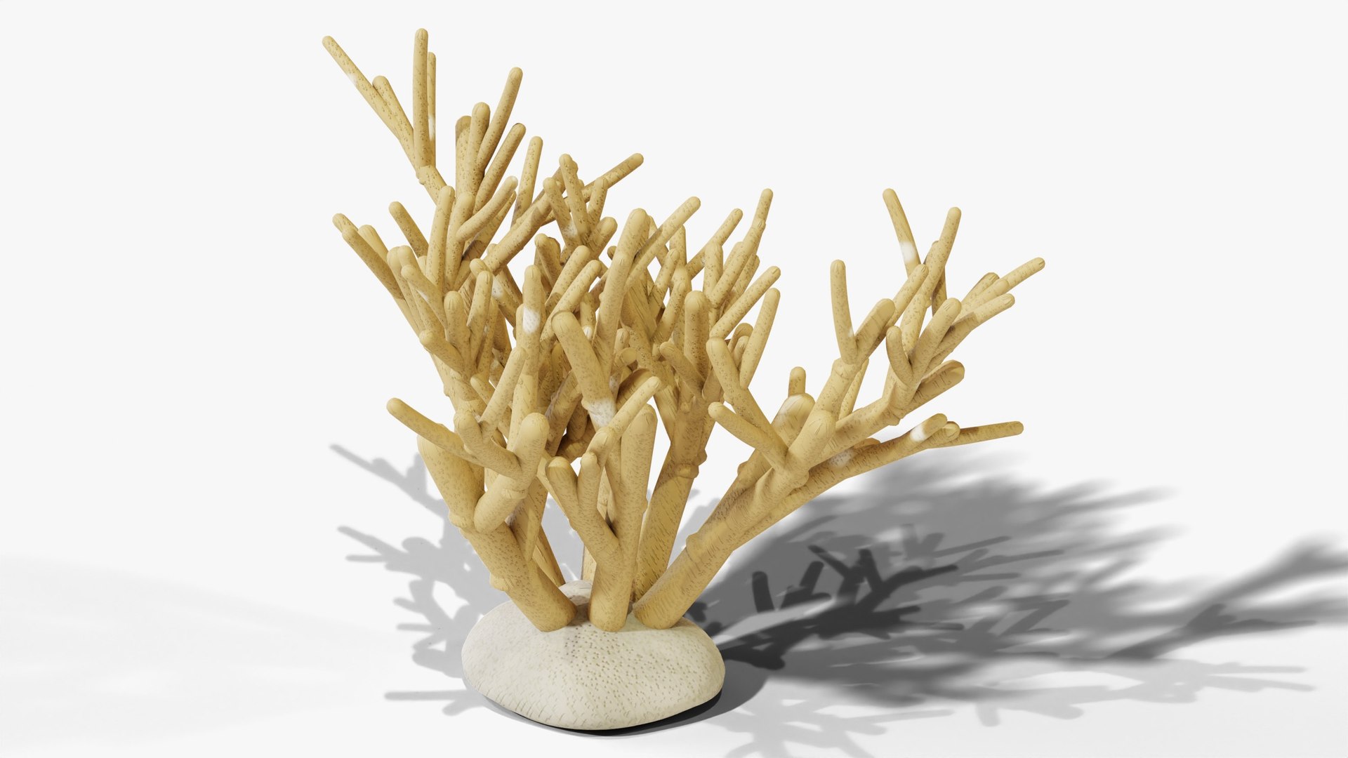 3D Reef and Shore Pack - Corals Seashells Sea Urchins PBR model https://p.turbosquid.com/ts-thumb/UC/9NaFwp/8X/12_staghorncoral_02_hero/jpg/1791641098/1920x1080/fit_q87/bcffa64c43880cb3f1258666743bc62306a8cdad/12_staghorncoral_02_hero.jpg