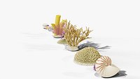 Reef and Shore Pack - Corals Seashells Sea Urchins PBR