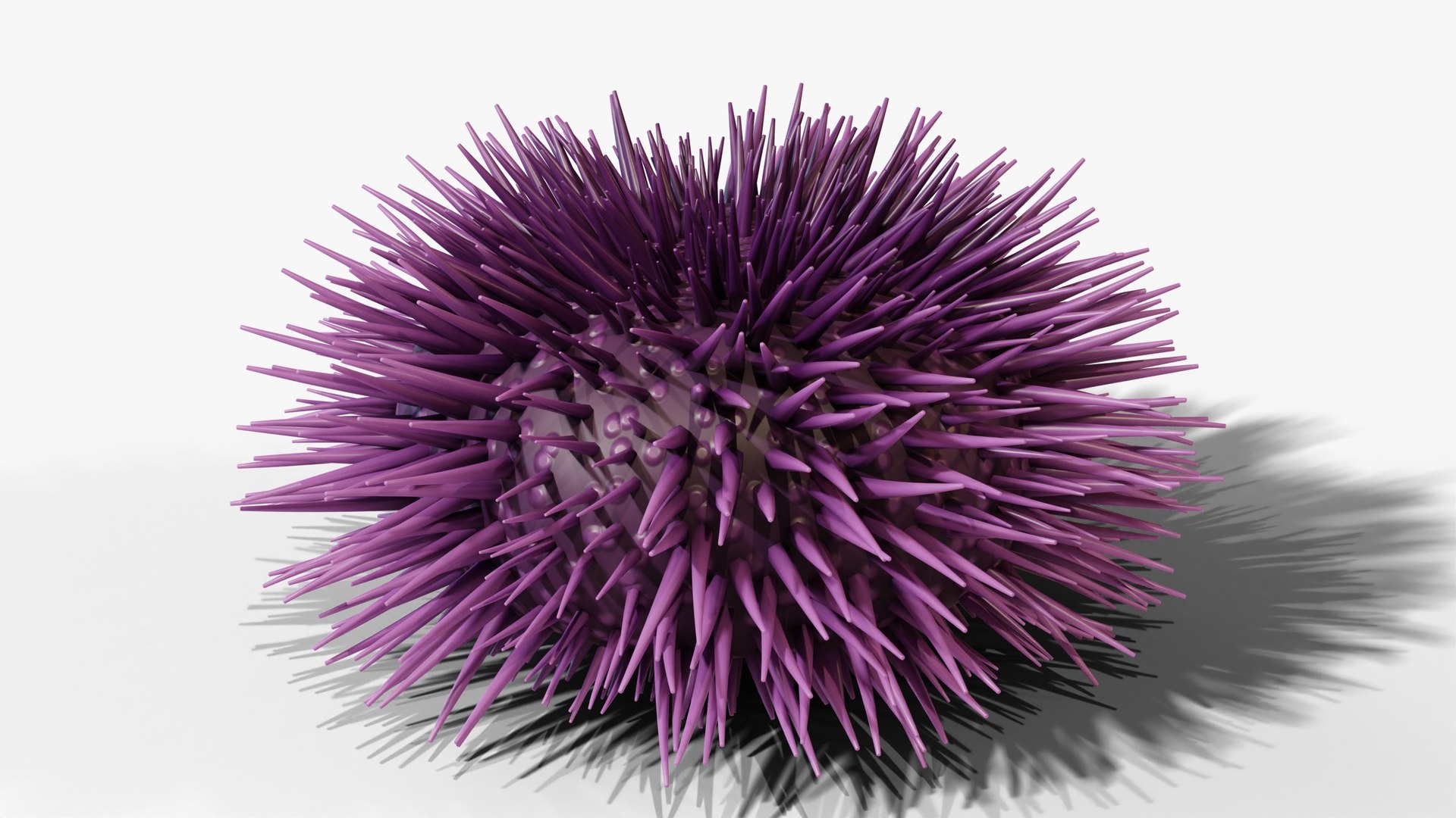 3D Reef and Shore Pack - Corals Seashells Sea Urchins PBR model https://p.turbosquid.com/ts-thumb/UC/9NaFwp/95/08_seaurchin_02_hero/jpg/1791641073/1920x1080/fit_q87/ea9b7fc2077a46207321cec3f4bff7c693689ad4/08_seaurchin_02_hero.jpg