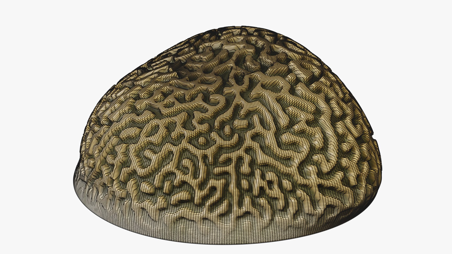 3D Reef and Shore Pack - Corals Seashells Sea Urchins PBR model https://p.turbosquid.com/ts-thumb/UC/9NaFwp/Aw/11_braincoral_07_wire/jpg/1791641090/1920x1080/fit_q87/c7154cbe1f9fee91ef042a45f3a34325438b5bc6/11_braincoral_07_wire.jpg