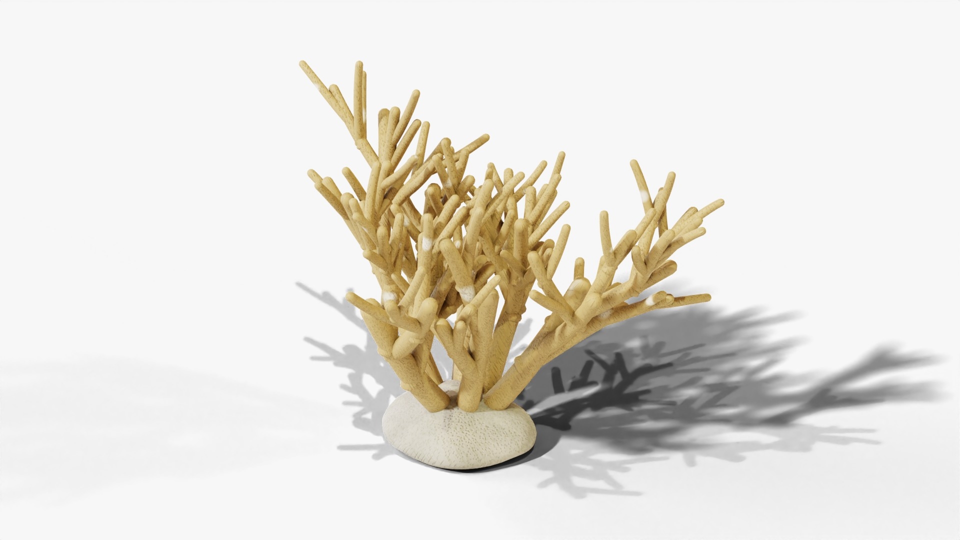 3D Reef and Shore Pack - Corals Seashells Sea Urchins PBR model https://p.turbosquid.com/ts-thumb/UC/9NaFwp/KW/staghorncoral_turntable/jpg/1791641356/1920x1080/turn_fit_q99/8f89228da802dd1d33d4af07d4605b4e94a168ef/staghorncoral_turntable-1.jpg
