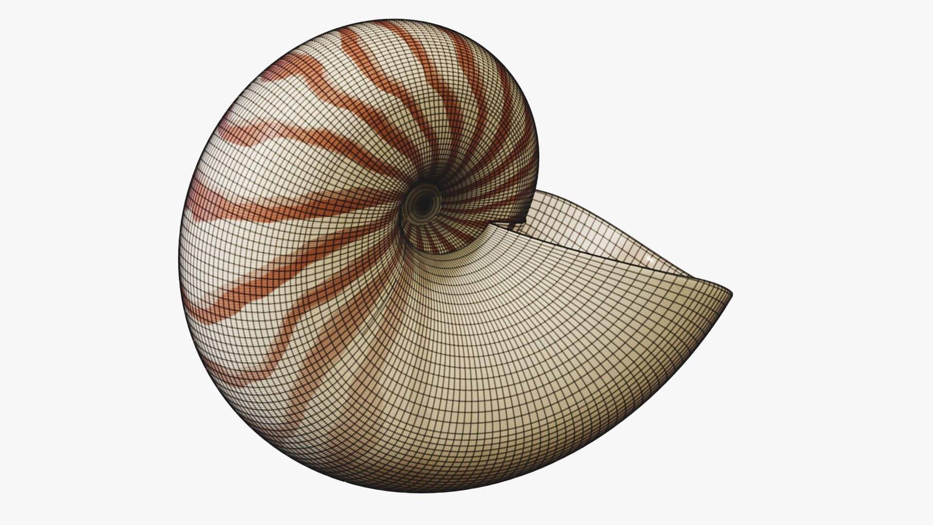 3D Reef and Shore Pack - Corals Seashells Sea Urchins PBR model https://p.turbosquid.com/ts-thumb/UC/9NaFwp/LK/05_nautilus_07_wire/jpg/1791641048/1920x1080/fit_q87/49f2cb0d5cd409605ba4f8960756732c254f0e1c/05_nautilus_07_wire.jpg